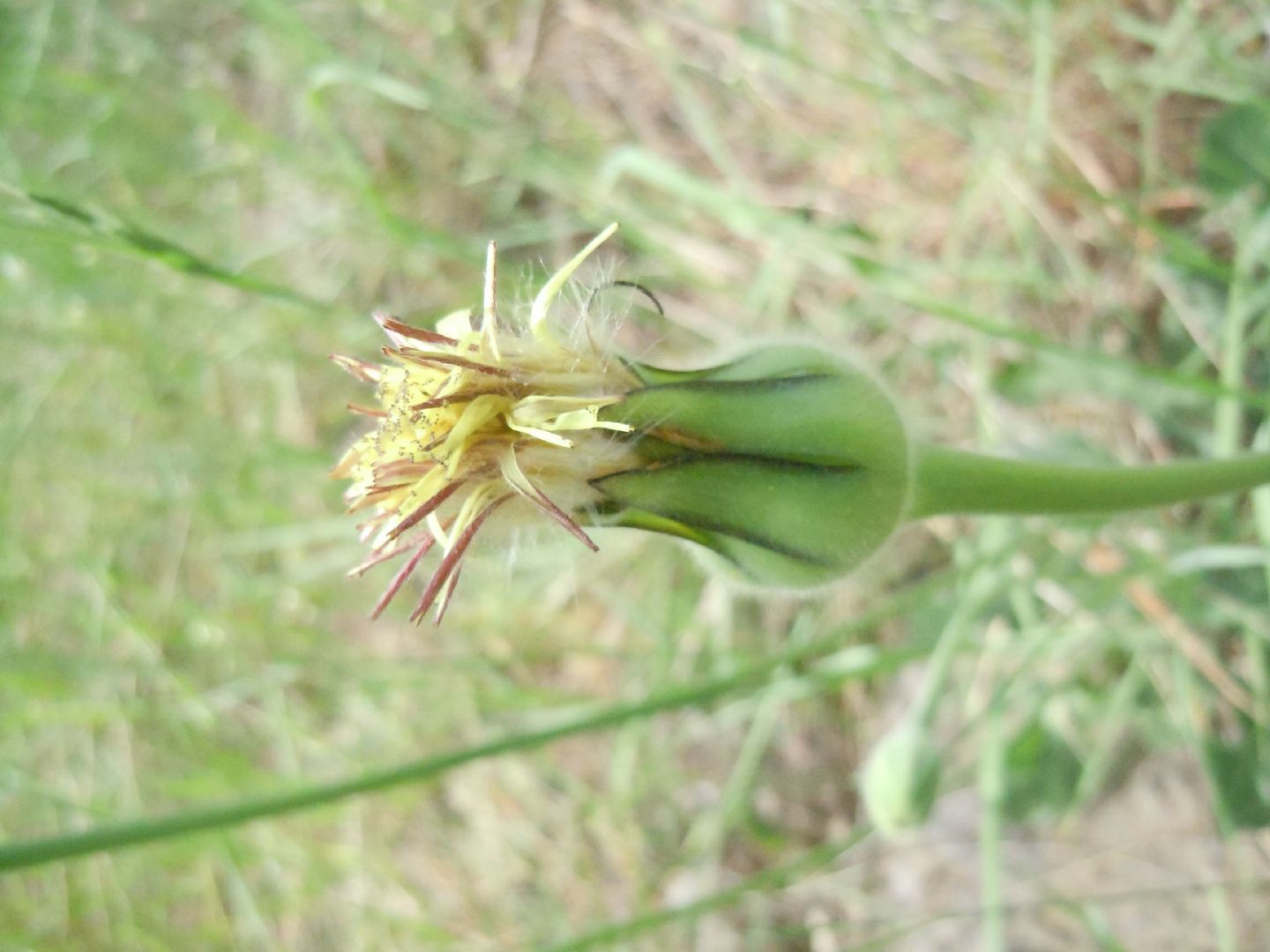 Urospermum dalechampii